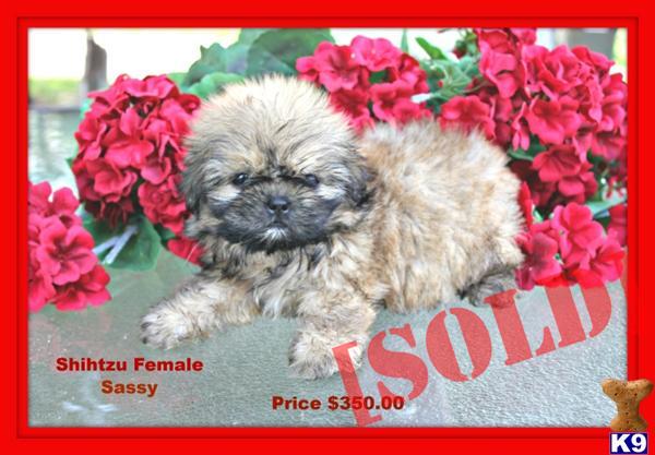 Shihtzu